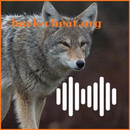 Coyote hunting calls icon