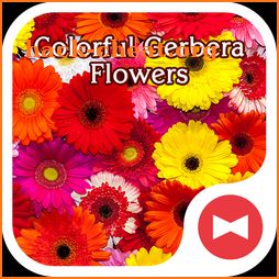 Cute Wallpaper Colorful Gerbera Flowers Theme icon