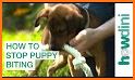 How to Take Care of a Puppy related image