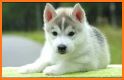 Husky puppies Wallpapers related image