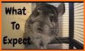 Chinchilla Home related image