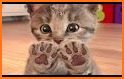 Kittens Memory Game with photos of cute kittens related image