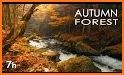 Beautiful Wallpaper Forest Creek Theme related image