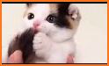 Cute Kitten Pet related image