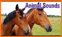 Names of Animal Sounds related image