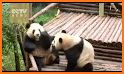 Lovely panda Escape related image