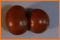 Two Tomatoes related image